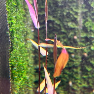 Poaceae sp. Purple Bamboo Rare Live Aquarium Plant image 5