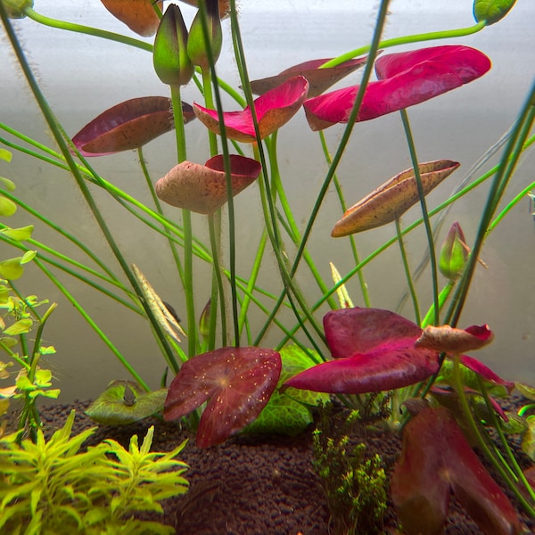 Nymphaea sp. Peru Puerto Maldonado young plant Rare Live Aquarium Plant