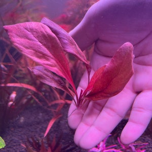 Samolus parviflorus Red Rare Live Aquarium Plants image 7