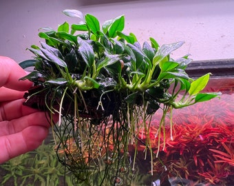 Anubias pangolino Rare Live Aquarium Plant