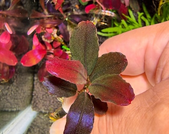 Bucephalandra Helena 2014 Rare Live Aquarium Plant