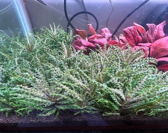 Pogostemon Helferi Downoi Red Rare Live Aquarium Plants