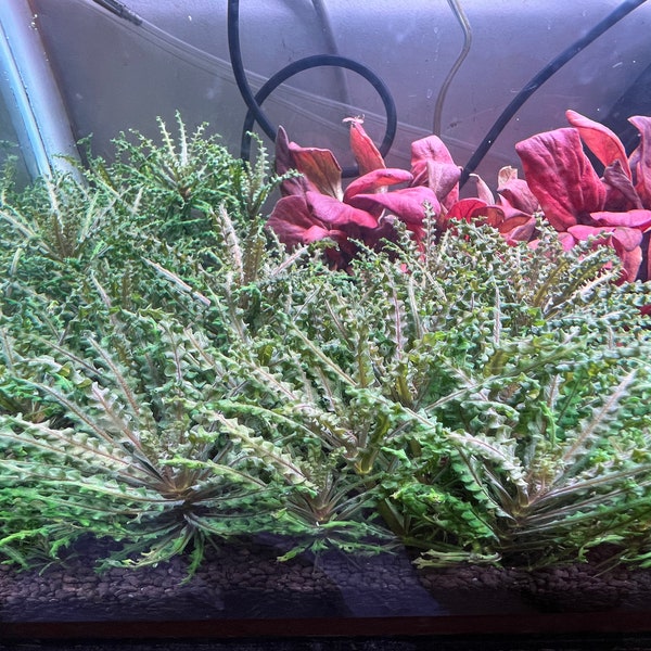 Pogostemon Helferi Downoi Red Rare Live Aquarium Plants