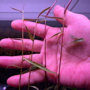 Poaceae sp. Purple Bamboo Rare Live Aquarium Plant image 8