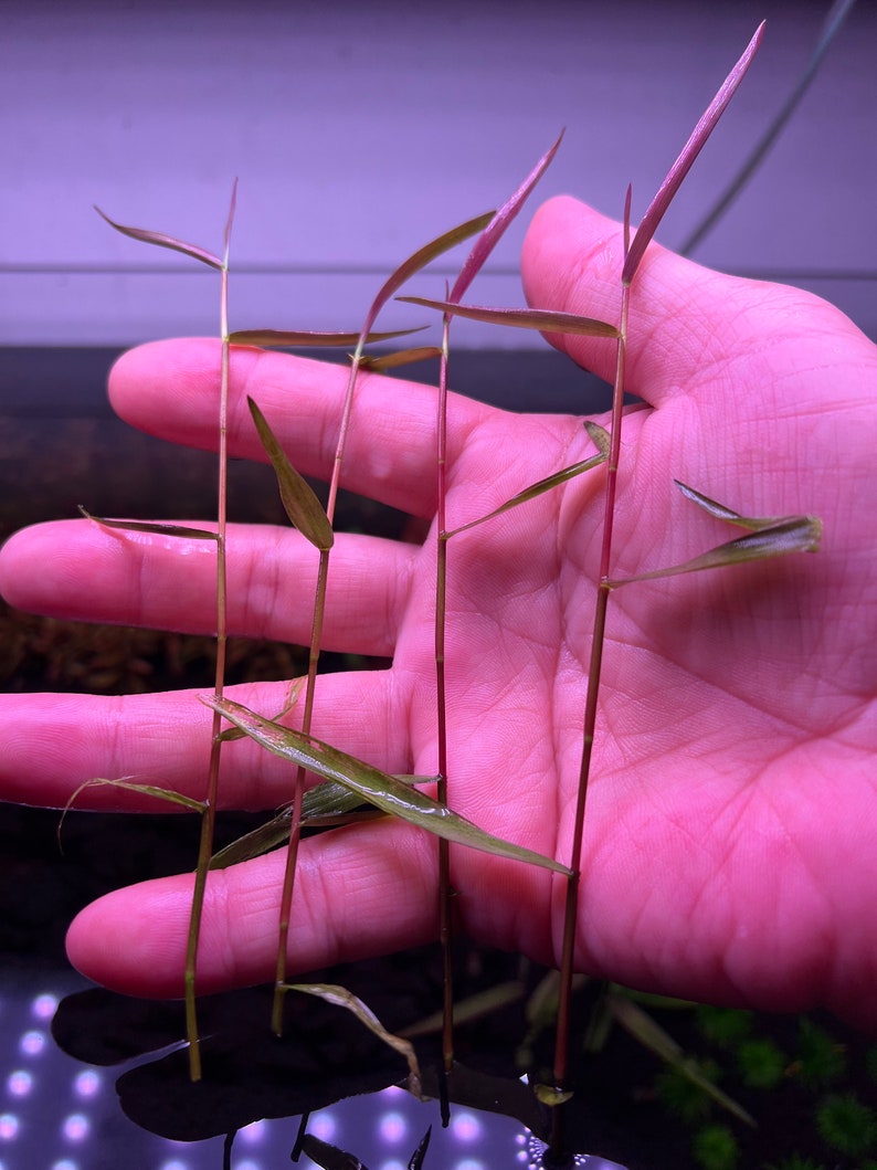 Poaceae sp. Purple Bamboo Rare Live Aquarium Plant image 8