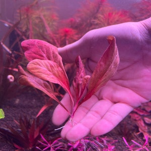 Samolus parviflorus Red Rare Live Aquarium Plants image 4