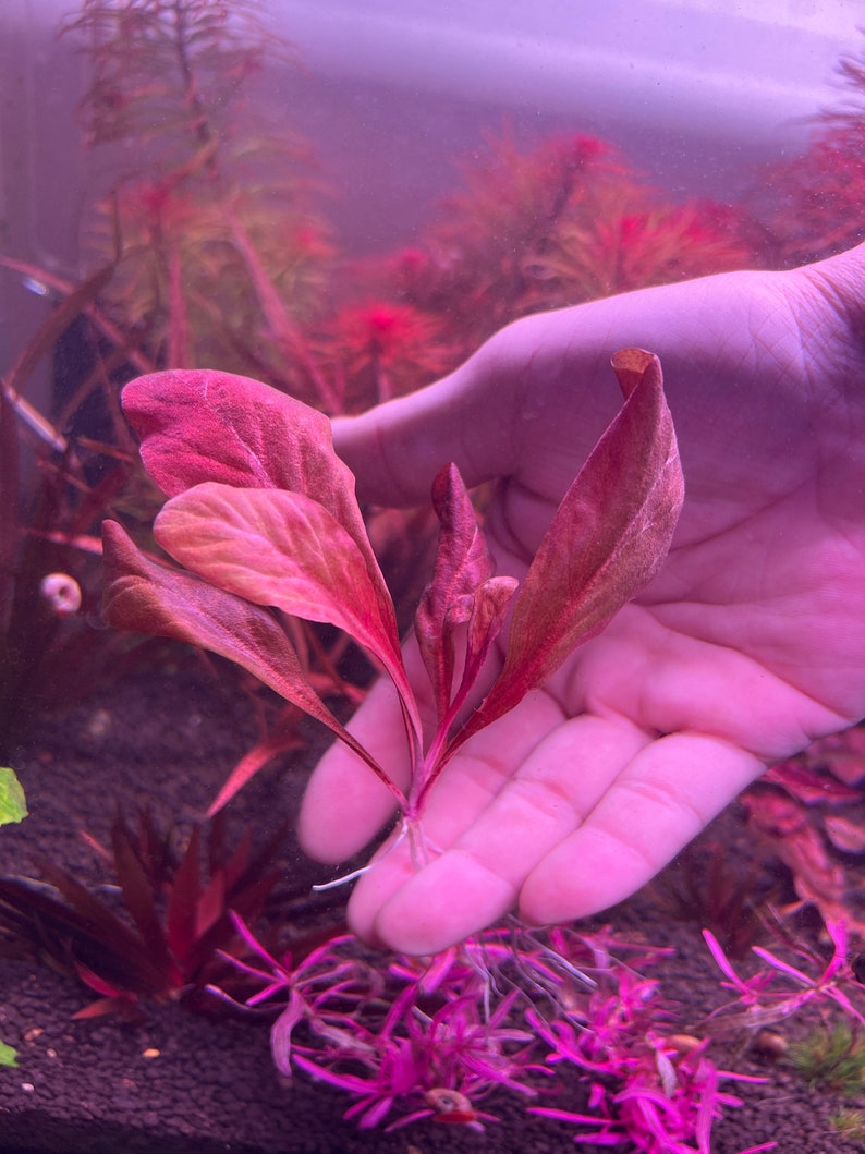 Samolus parviflorus Red Rare Live Aquarium Plants image 4