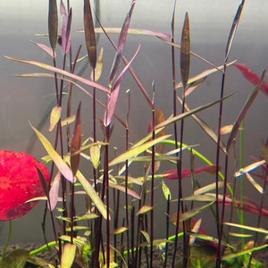 Poaceae sp. Purple Bamboo Rare Live Aquarium Plant image 6