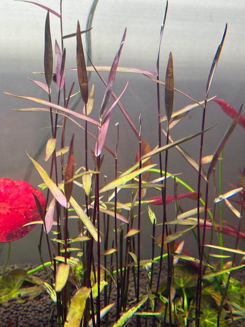 Poaceae sp. Purple Bamboo Rare Live Aquarium Plant image 6