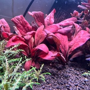 Samolus parviflorus Red Rare Live Aquarium Plants image 1