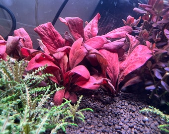 Samolus parviflorus Red Rare Live Aquarium Plants