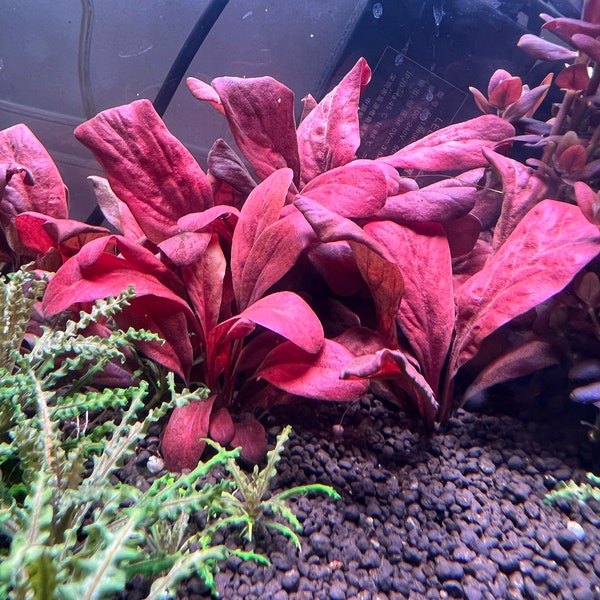 Samolus parviflorus Red Rare Live Aquarium Plants