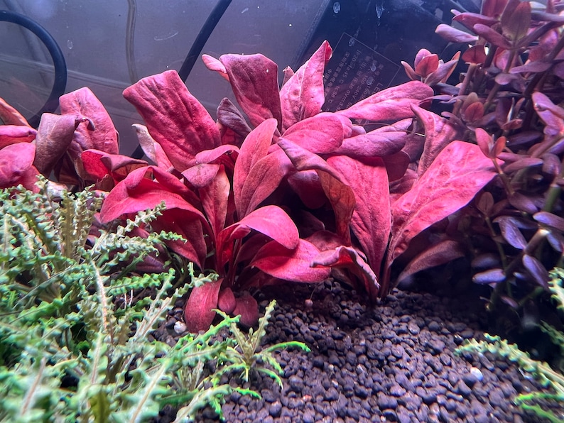 Samolus parviflorus Red Rare Live Aquarium Plants image 1