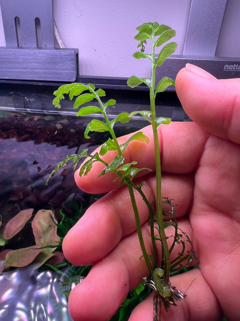 Crepidomanes Auriculatum Fern Rare Live Aquarium Plant image 5