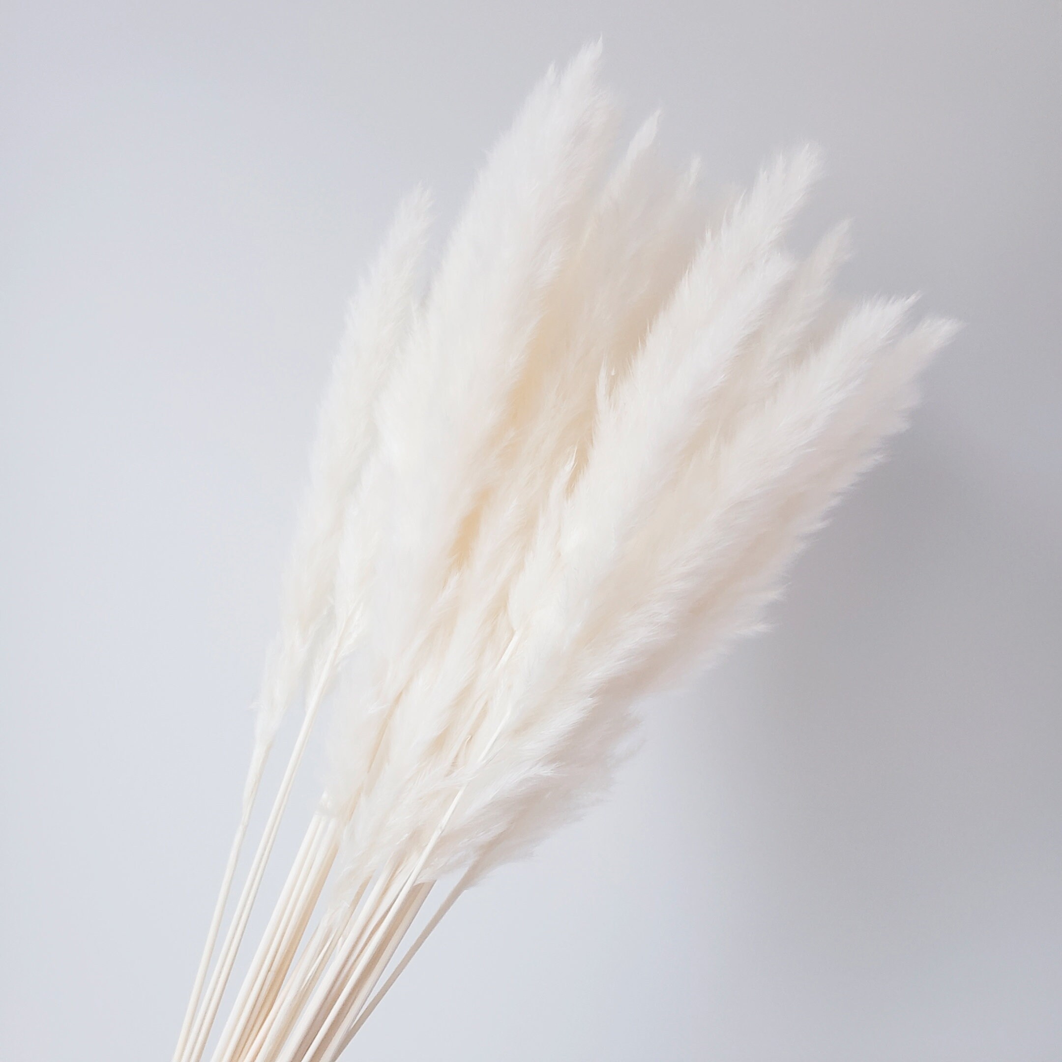 30 stems of Small Natural Pampas Grass 22'' Available Etsy