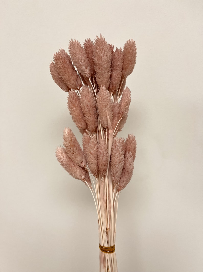 60 Stems Rabbit Tails Minimalist Everlasting Dried Florals - Etsy