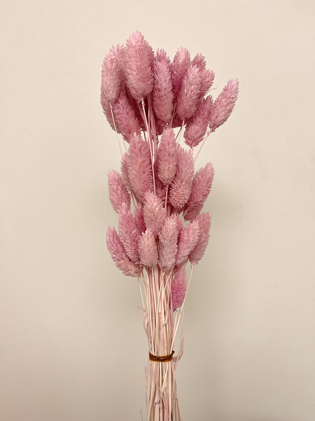 60 Stems Rabbit Tails Minimalist Everlasting Dried Florals Preserved - Etsy