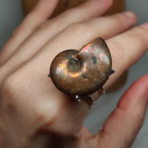 May include: A ring with a polished ammonite fossil, displaying brown, gold, and red iridescence. The fossil is set on a silver-coloured band. A unique piece of jewellery.