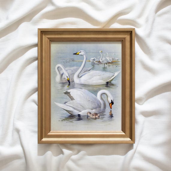 Antique Replica Swan Art Print Antique Replica Swan Art Print