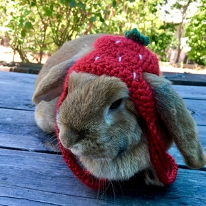 May include: A brown rabbit wearing a red crocheted strawberry hat with white seed details and a green stem. The hat covers the rabbit's head and ears. The rabbit is sitting on a weathered wooden surface, with a blurred green background.