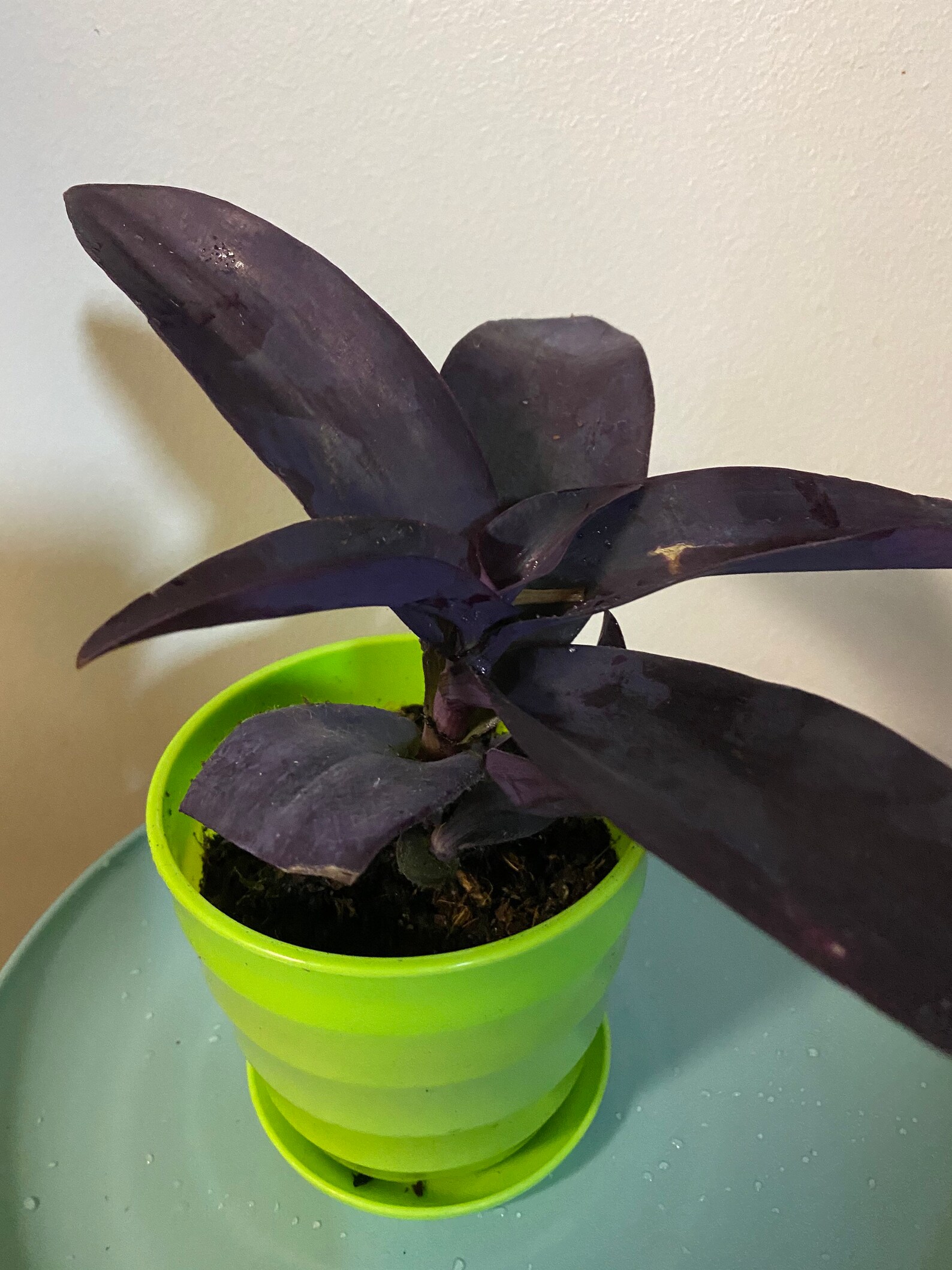 Purple Heart plants 58 Etsy