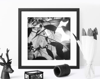 Printable Black & White Leaves Wall Art, Botanical Photography, Modern Interior, Home Decor, Print Poster, Downloadable Photo
