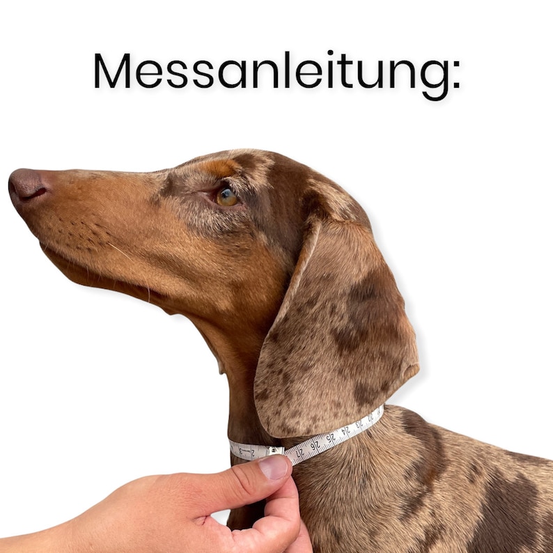 May include: A brown and white dachshund with a measuring tape around its neck. The text "Messanleitung:" is above the dog.