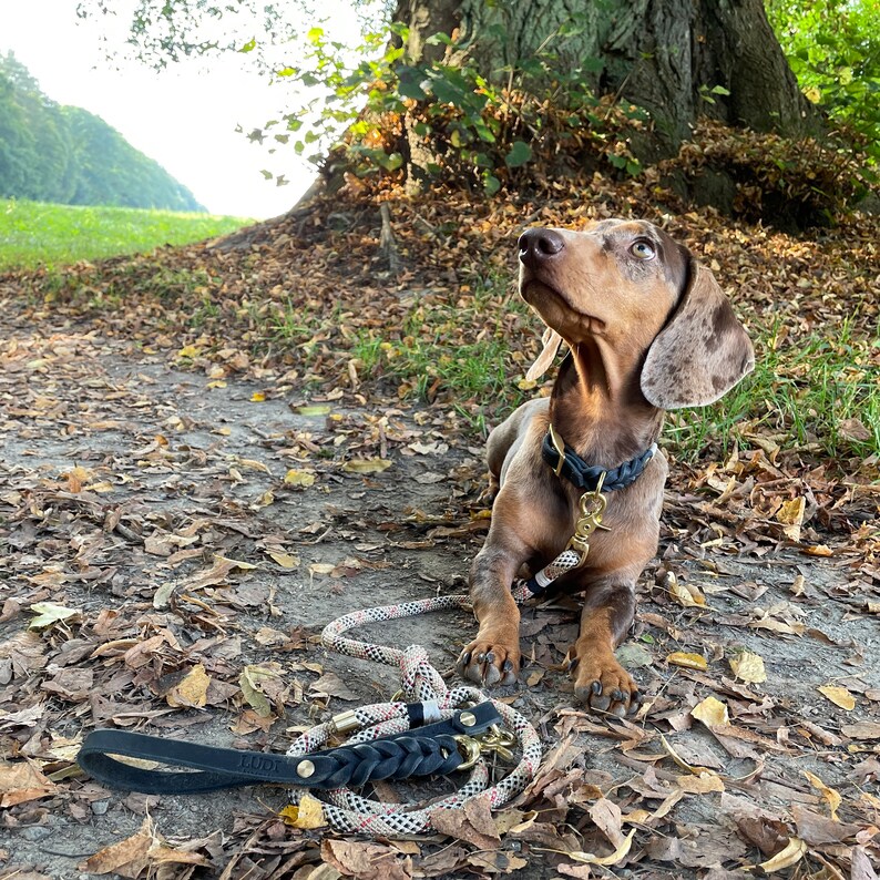 Hundeleine Brr Berri versch. Längen Bild 2