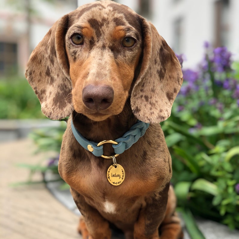 Markenhalsband Becci aus Leder für Hunde oder Steuermarken, personalisierbar mit Namen Bild 2