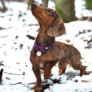 Halsband für Hunde/ Steuermarken Nature aus weichem und robustem Leder, Markenhalsband Bild 2