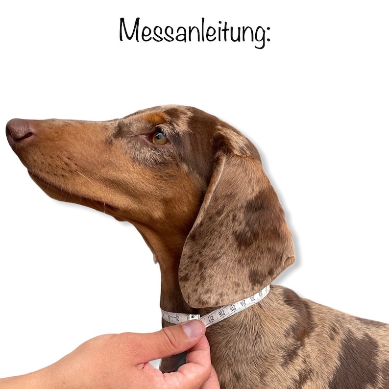 Markenhalsband Classic aus BioThane® für Hunde oder Steuermarken dünn & leicht Bild 10