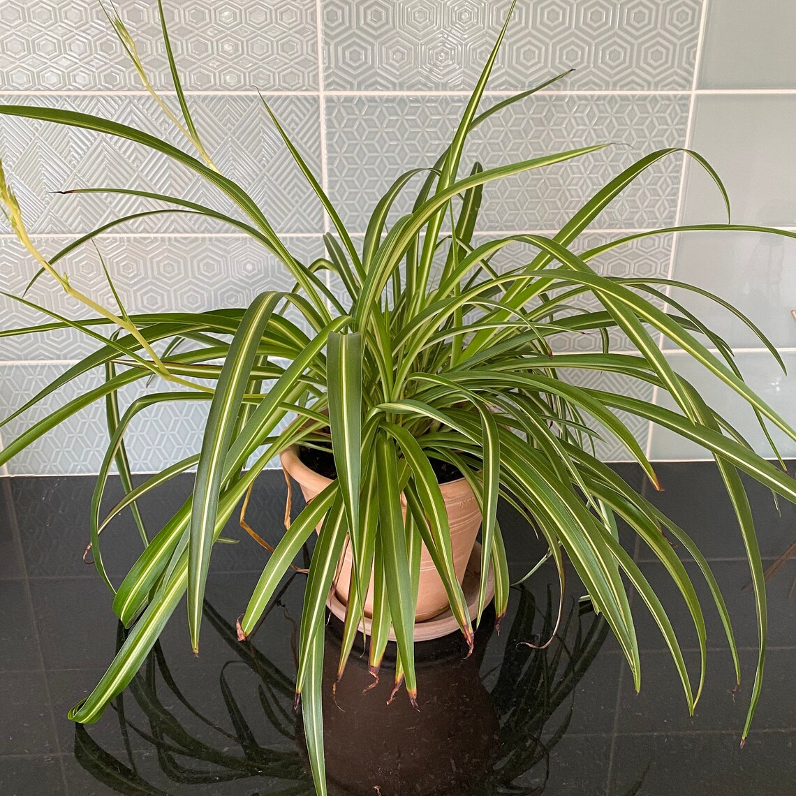 Spider plant rooted cutting Etsy