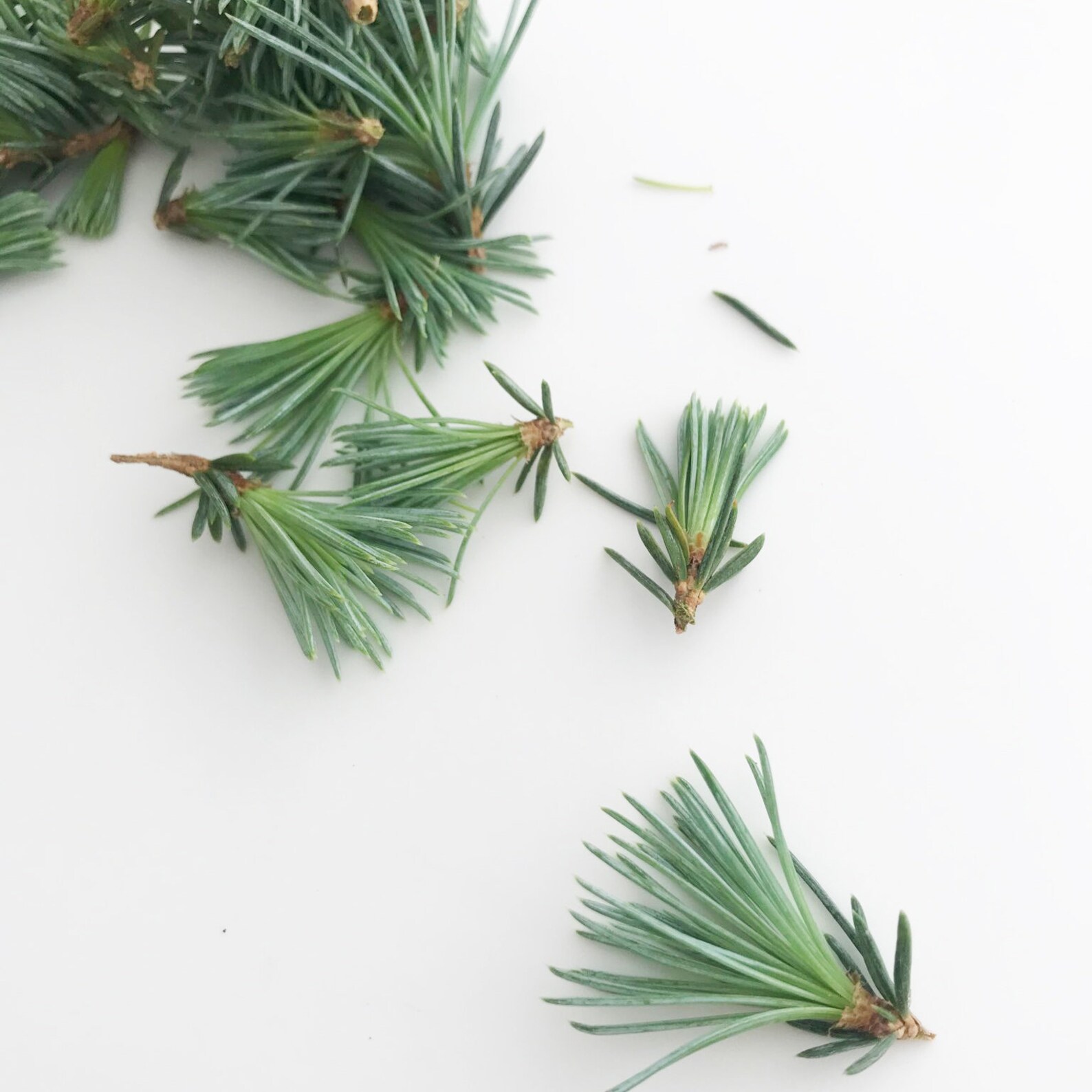 Freshly Picked Blue Cedar Needles for Making Cedar Tea. 100 Etsy