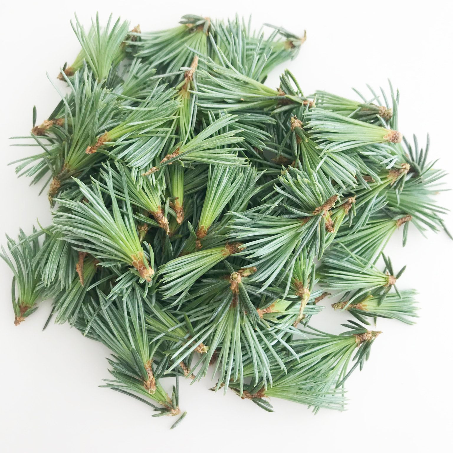 Freshly Picked Blue Cedar Needles for Making Cedar Tea. 100 Etsy