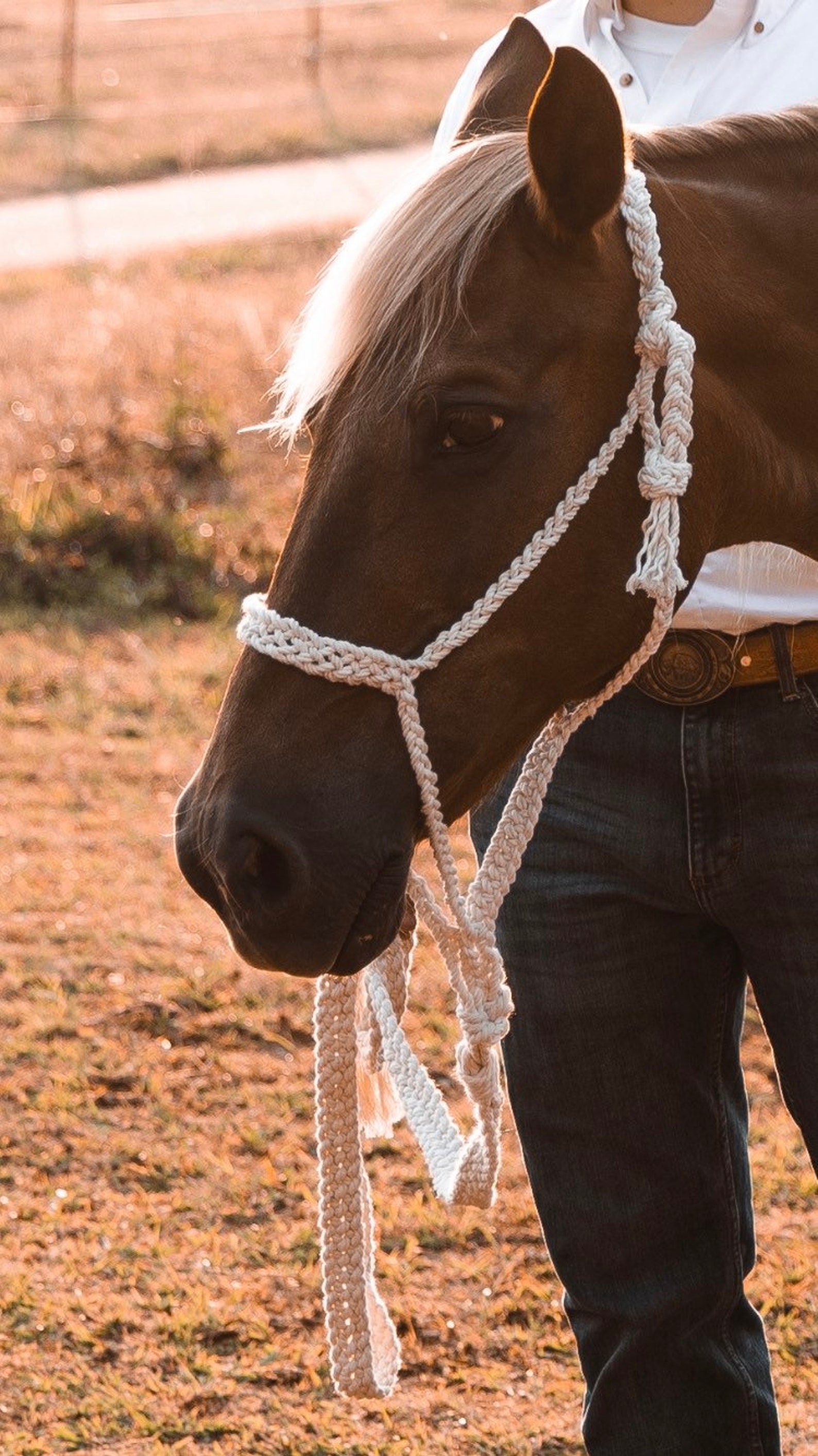 Six Strand Braided Roper Halter With Six Foot Braided Lead - Etsy