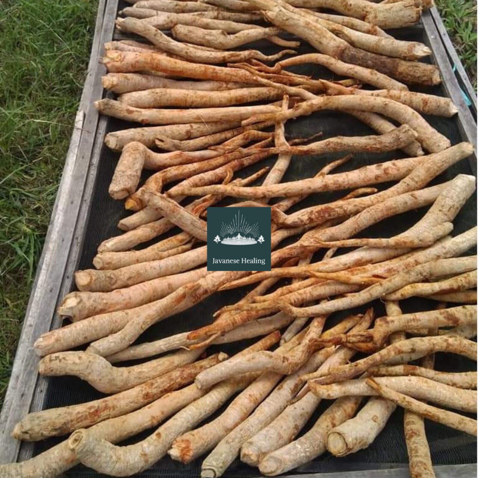 Yellow Tongkat Ali Root From Borneo Island Etsy