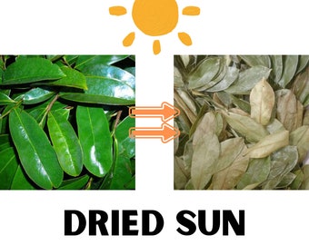 Organic 600 Soursop Leaves Sun Dried