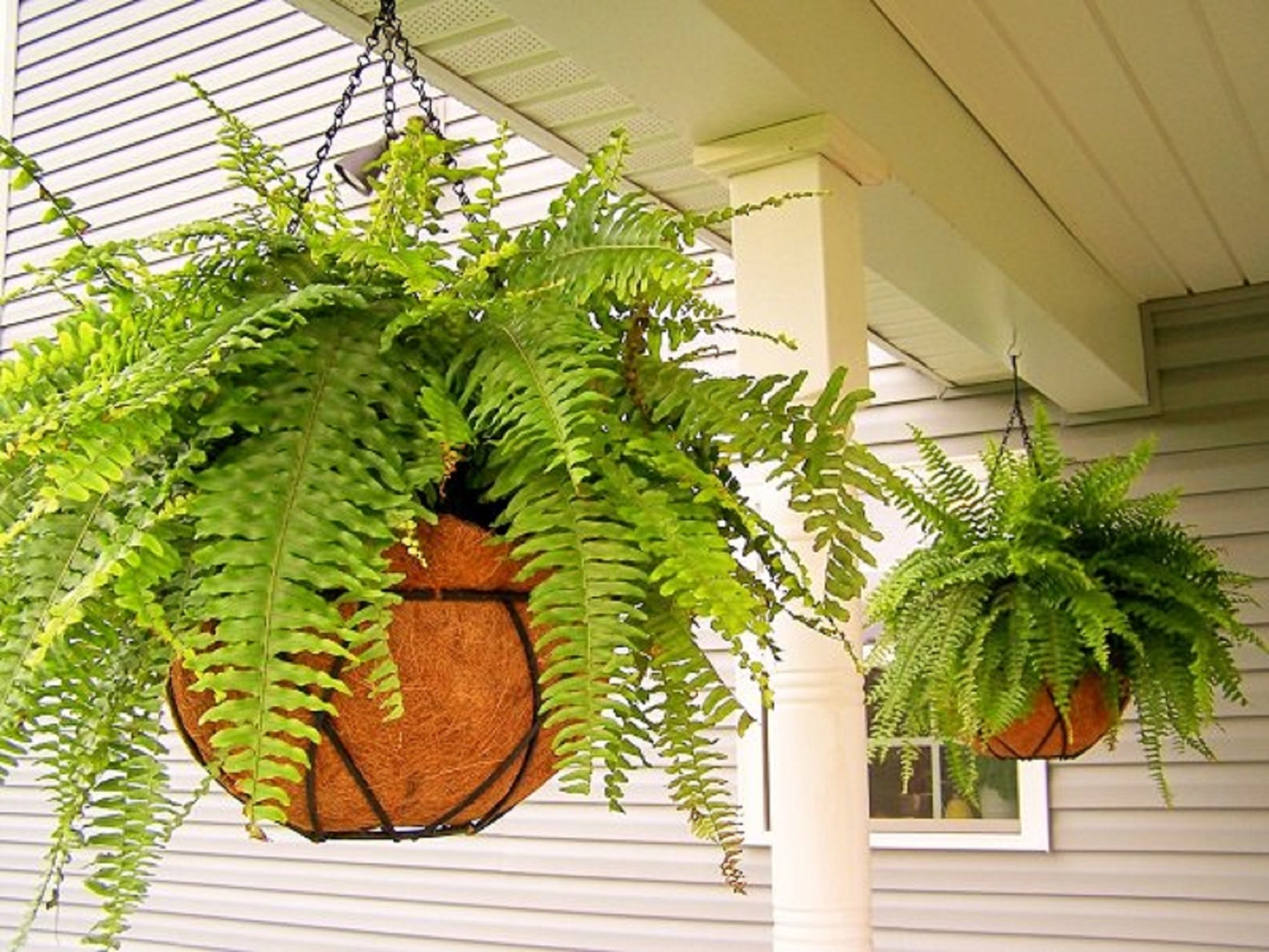 Kimberly Queen Fern Live Plant 8 Hanging Basket Indoor Etsy