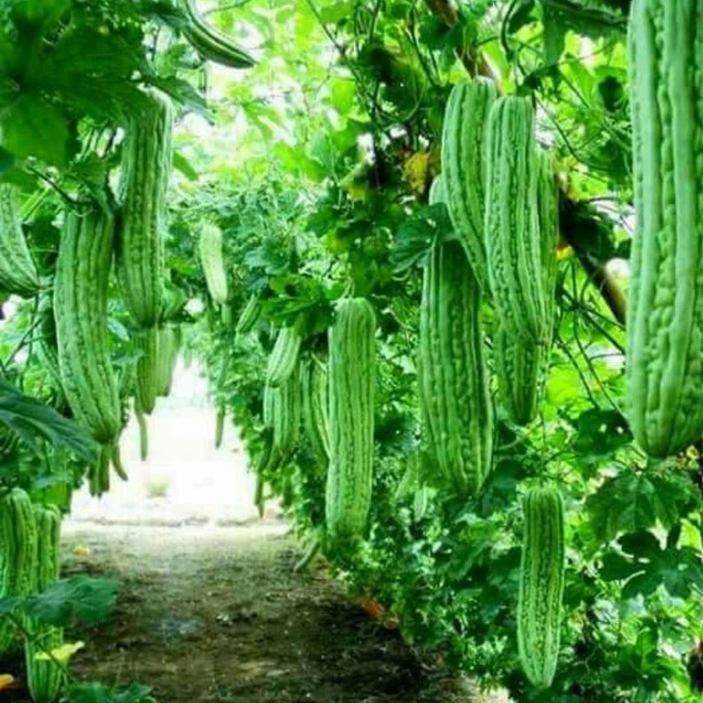10 Bitter Melon Gourd Seeds Ampalaya Seeds Muop Dang Etsy