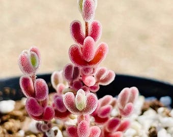 Drosanthemum sp 1491.16 SB1410, Succulent Pink reddish Succulents mesemb, 10 Seed