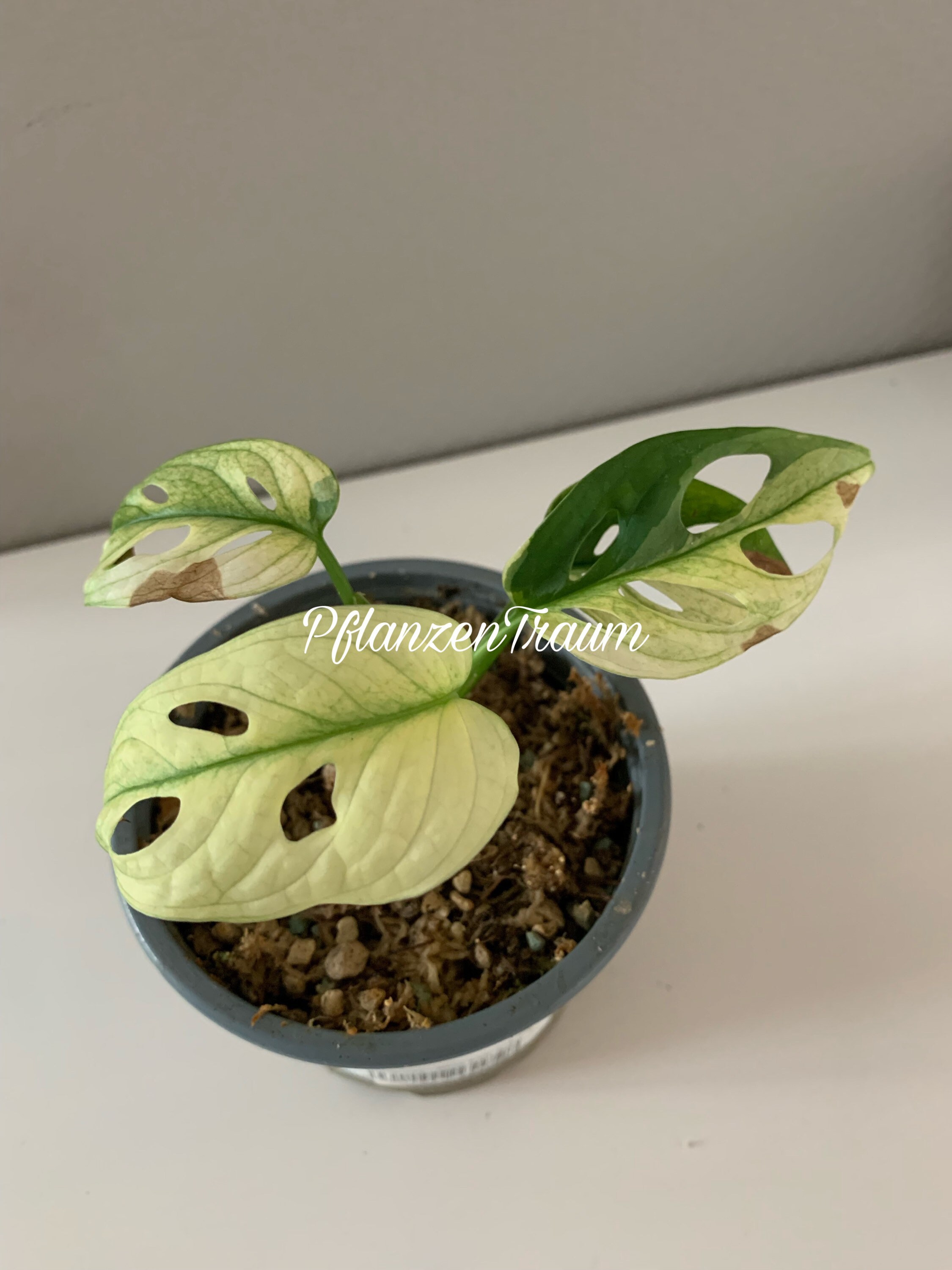 Monstera Adansonii Variegata Archipelago mint Plant Etsy