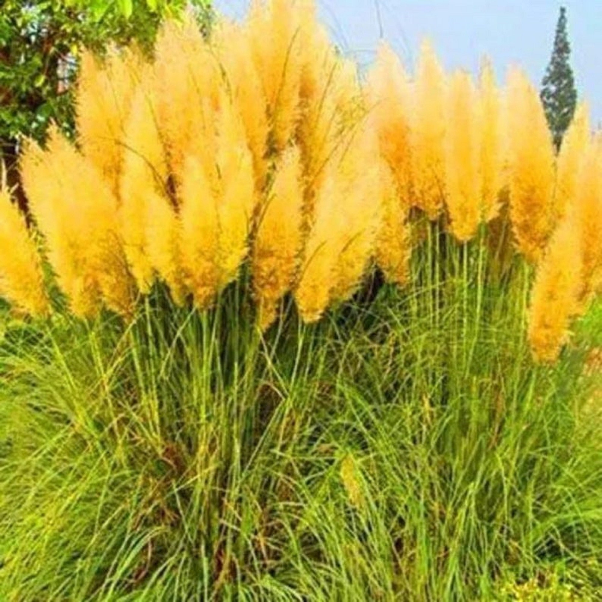 Pampas Grass Seed Potted Purple Pampas Grass Garden Ornamental Etsy