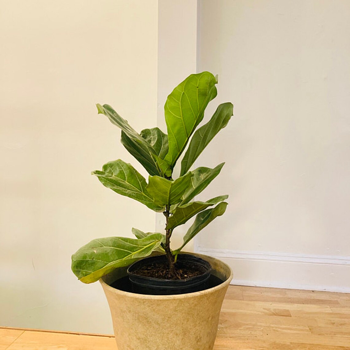 Fiddle Leaf Fig Tree Real Live Ficus lyrata Large Indoor Air Etsy