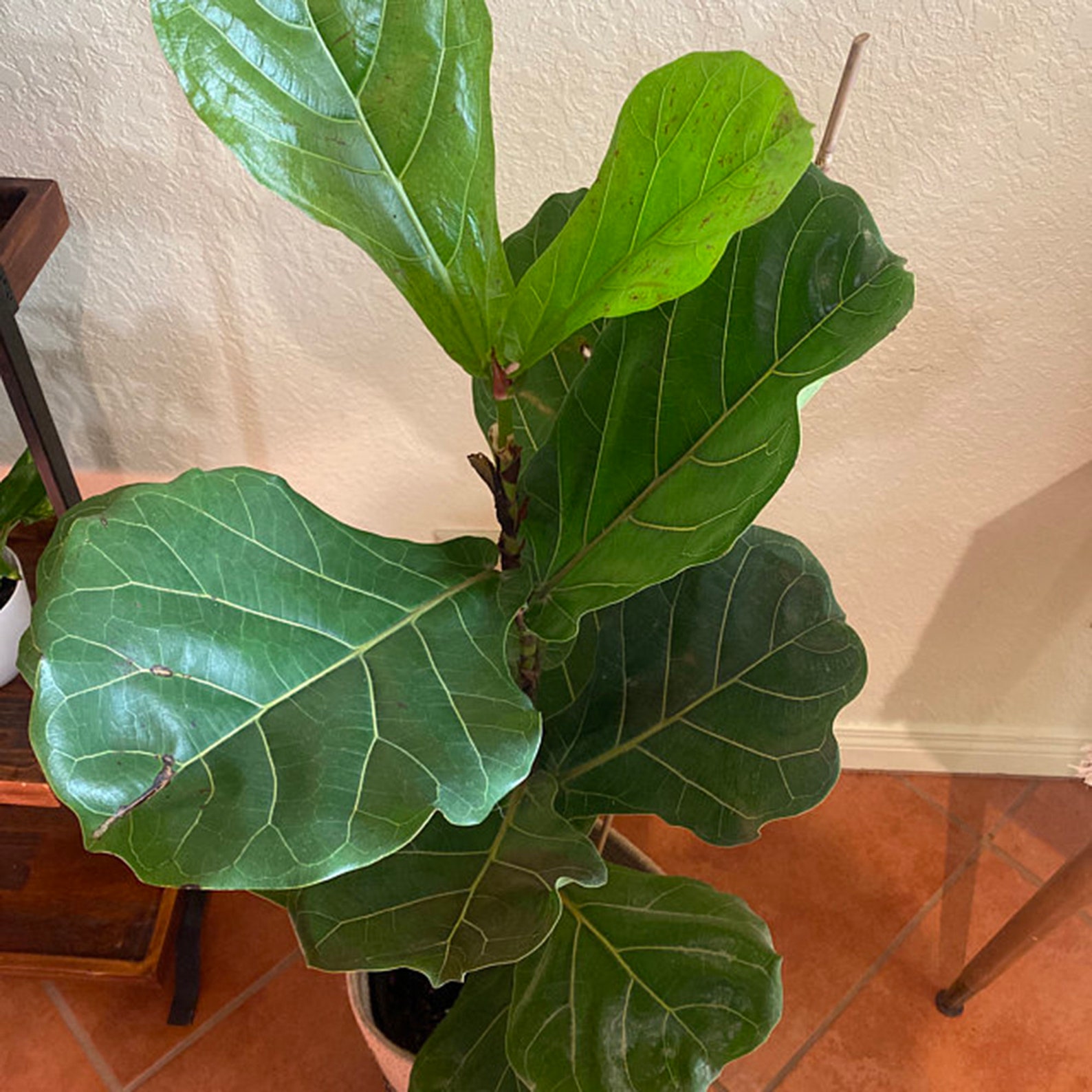 Fiddle Leaf Fig Tree Real Live Ficus lyrata Large Indoor Air Etsy