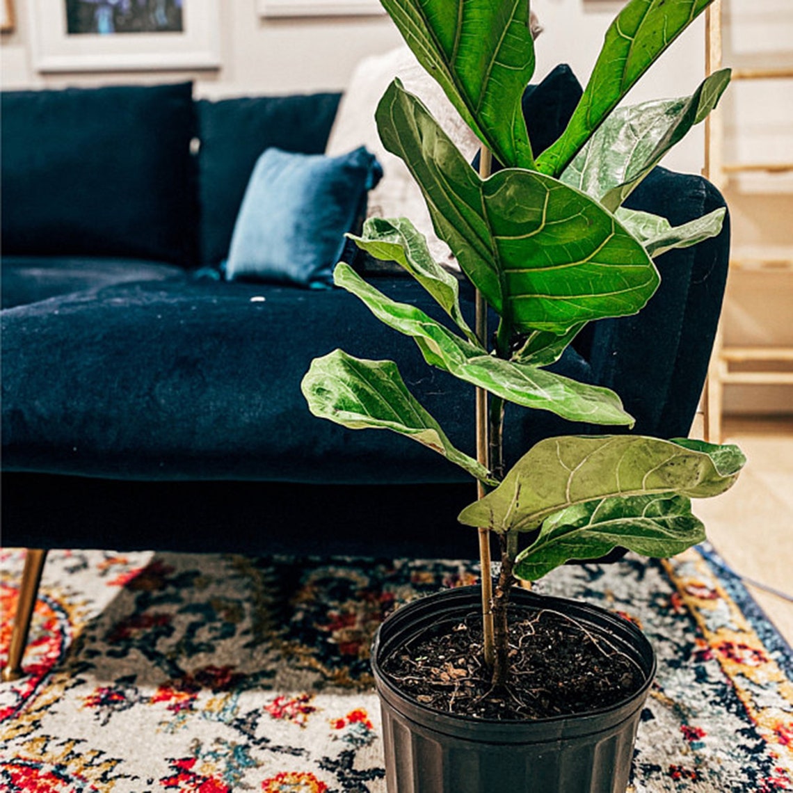 Fiddle Leaf Fig Tree Real Live Ficus lyrata Large Indoor Air Etsy