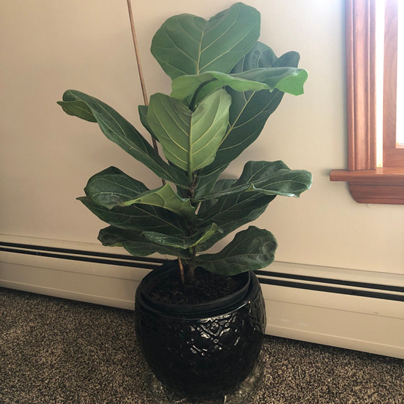 7 foot fiddle leaf fig tree real