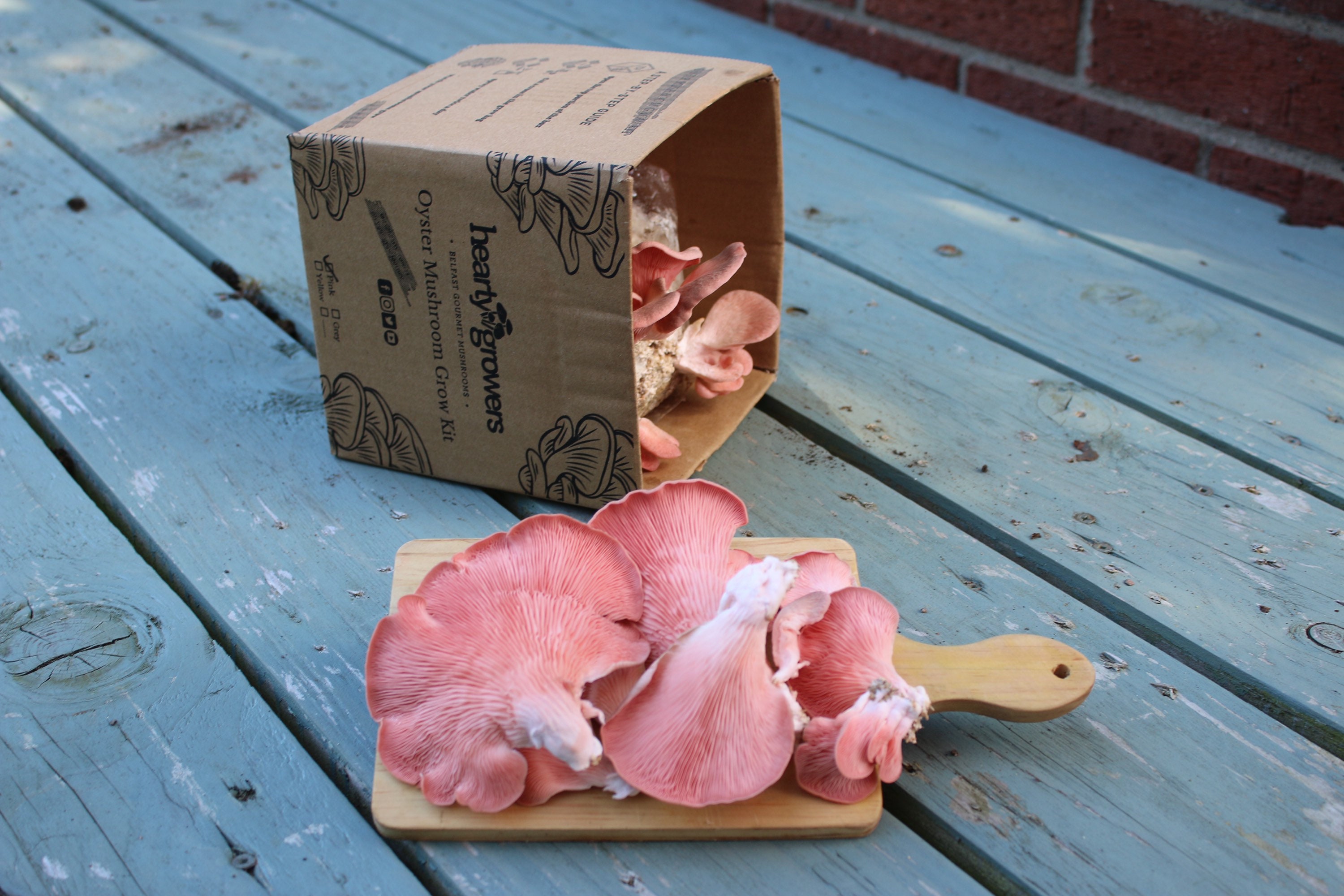 Pink Oyster Mushroom Grow Kit Etsy UK