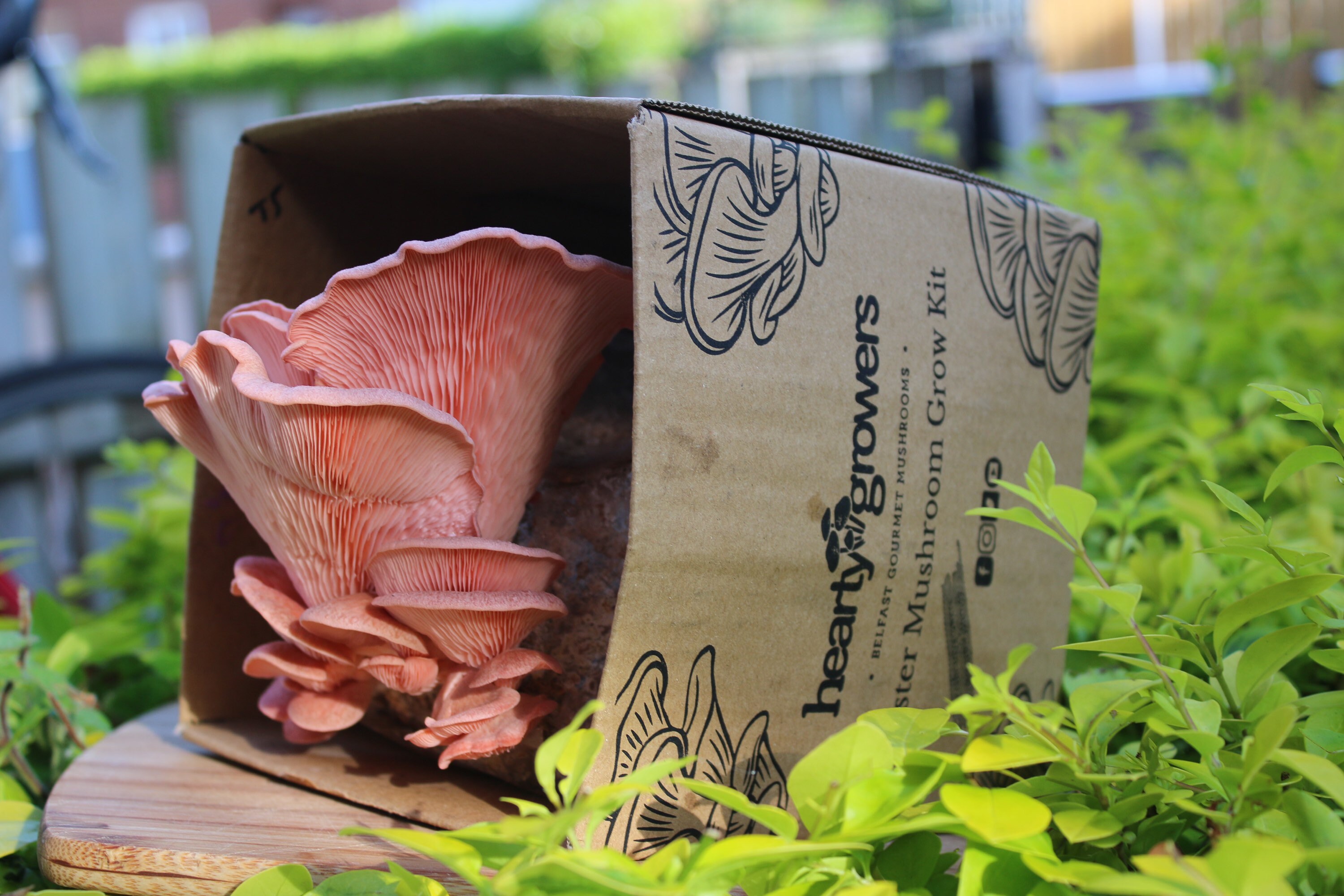 Pink Oyster Mushroom Grow Kit Etsy UK