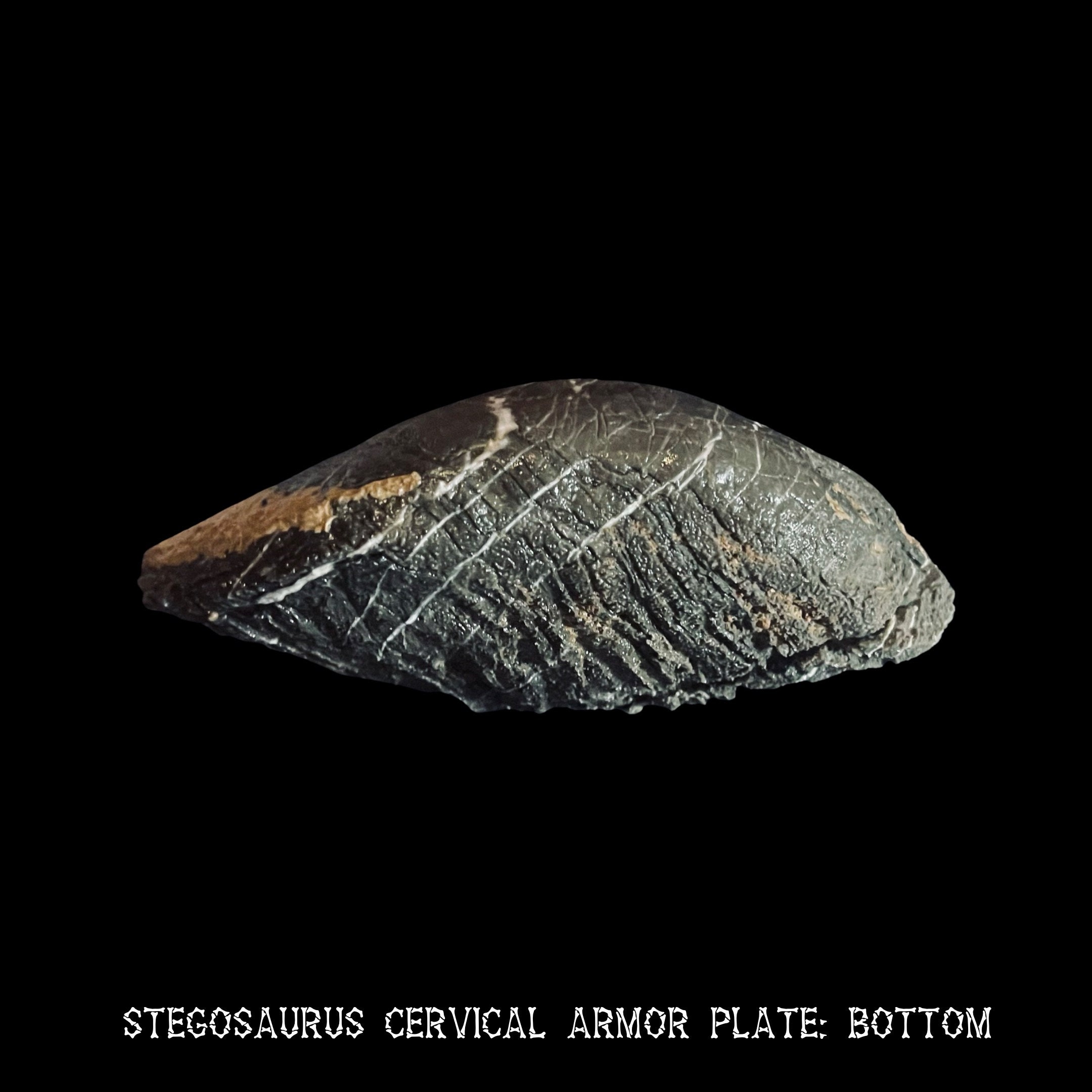 stegosaurus plate fossil