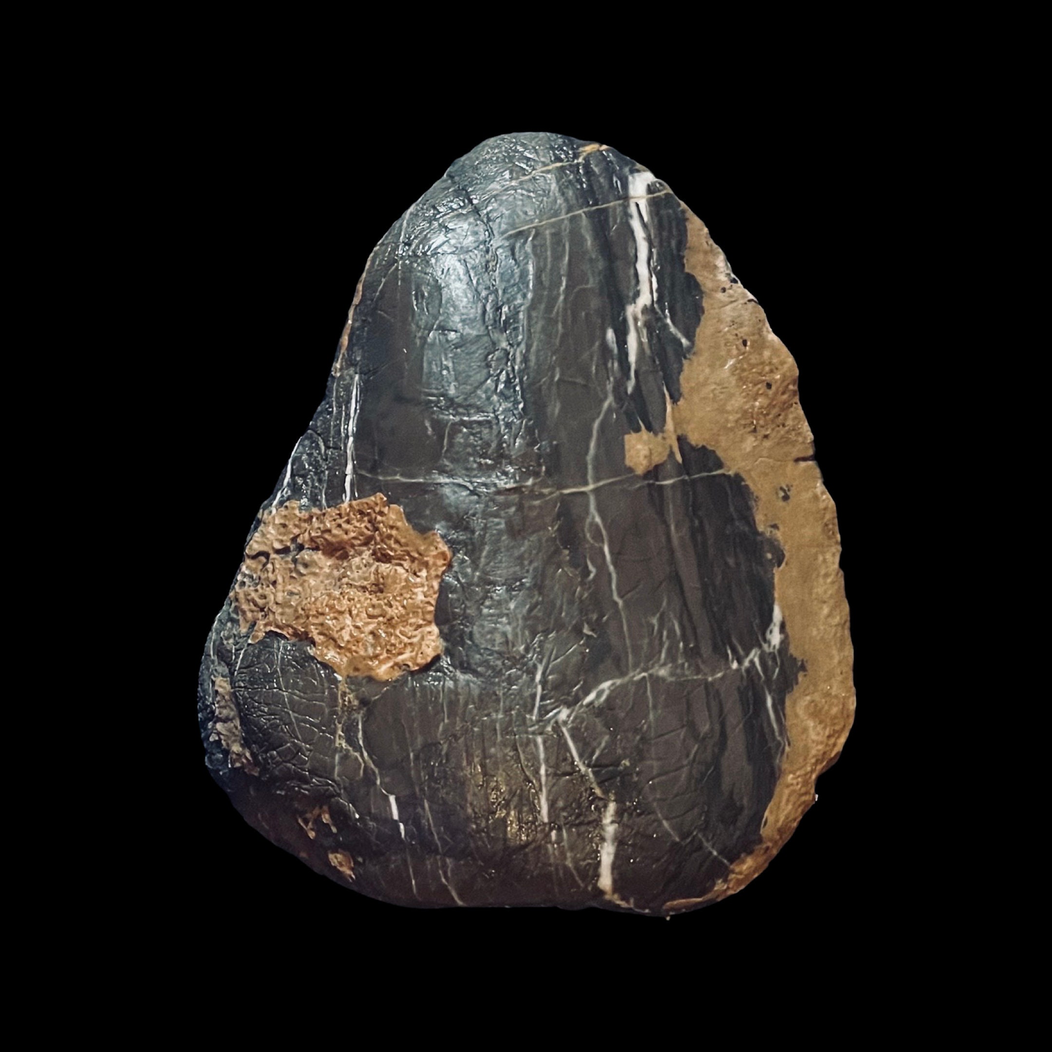 stegosaurus plate fossil